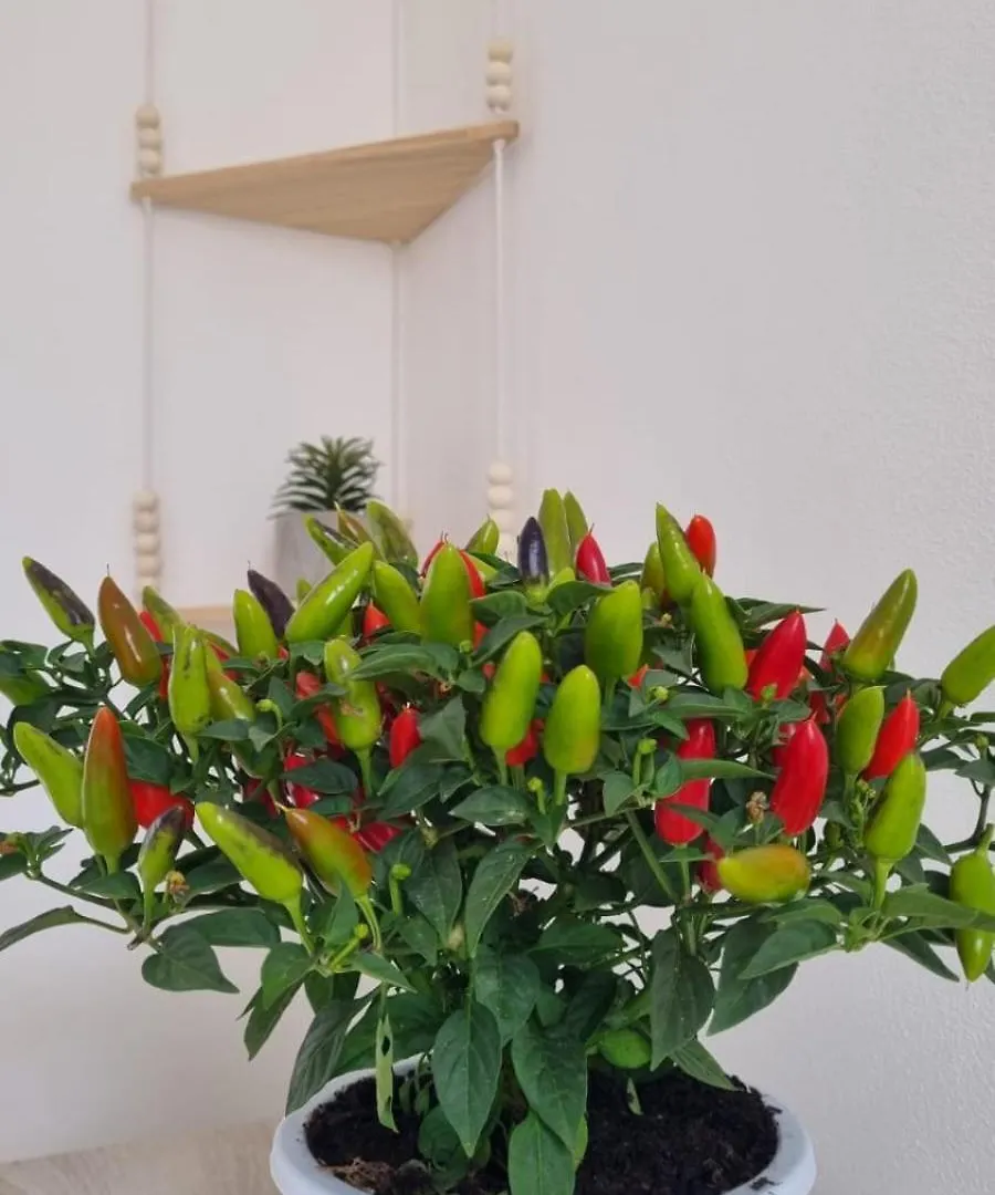 Il Fico D'India Apartment Marsala